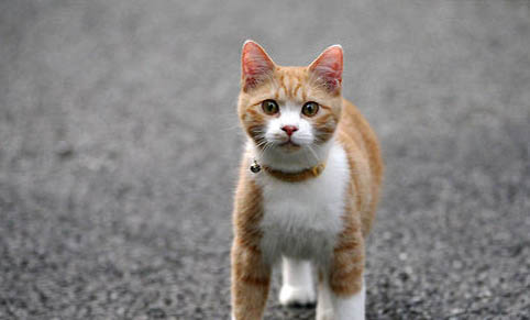 猫咪没精神不吃东西吐黄水