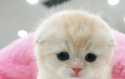 猫能喝酒吗?