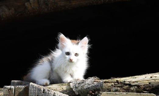 猫咪怀孕65天了还不生正常吗