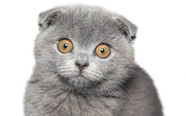 小猫不能吃的水果