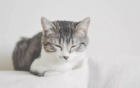 猫在哪里买