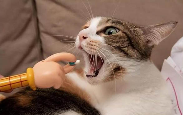 猫咪拉出血块怎么回事