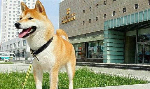 狗狗胃肠炎能吃乳酸菌素片吗