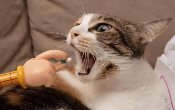 猫咪鸡胸肉的做法大全