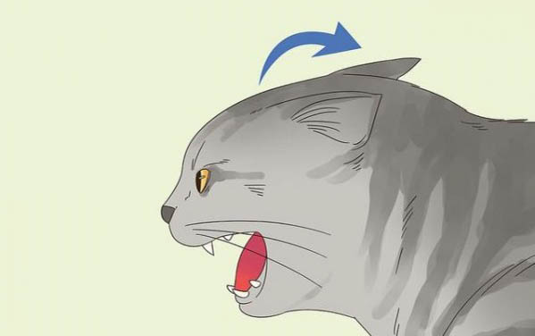 猫咪一切正常就是长不大怎么回事