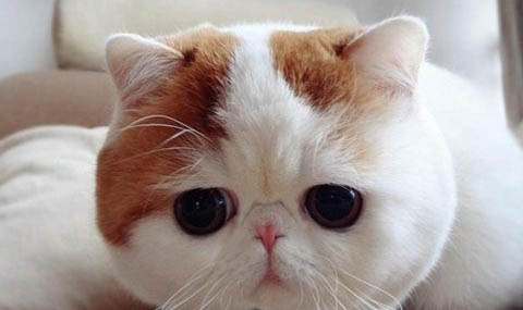 如何让猫咪在晚上不叫,怎样让猫咪晚上安静