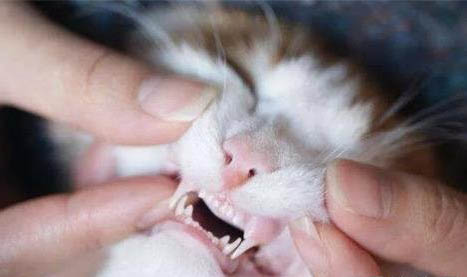 有些猫咪为什么喜欢抓东西