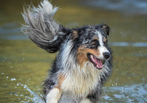 澳大利亚牧羊犬洗澡需要注意点什么