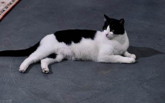 猫咪几个月才算一岁