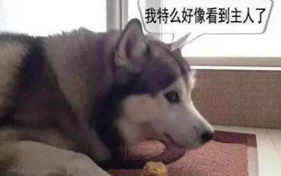 狗能吃韭菜馅儿的饺子吗