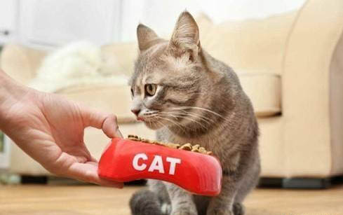 怎样预防猫咪得猫癣