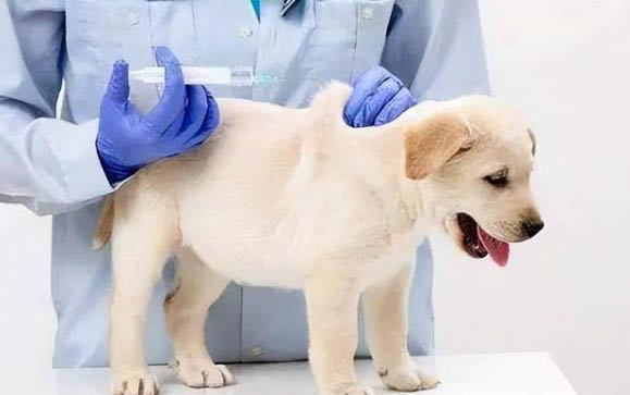 狗狗益生菌哪个牌子好