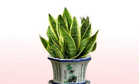 虎皮鹦鹉怀孕症状