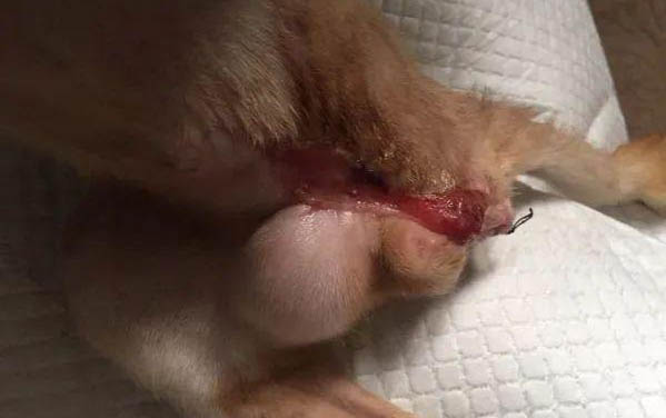 猫咪发抖打颤