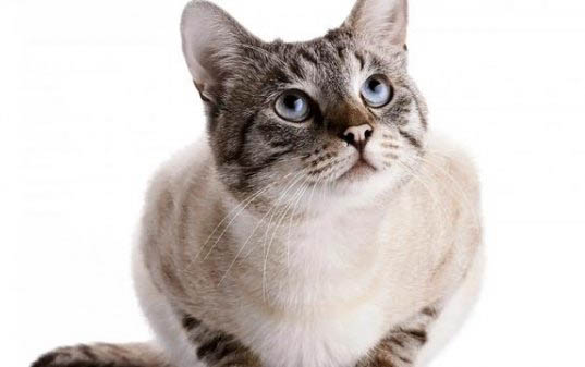 从来不乱尿的猫突然尿床是什么原因啊