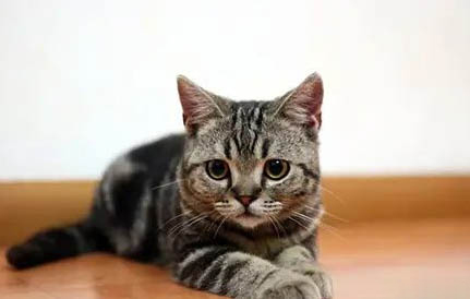 狸花猫对主人好的表现