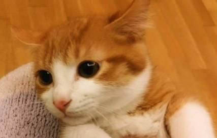 猫能活多久