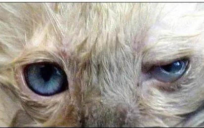 小猫咪眼睛一直流眼泪怎么回事