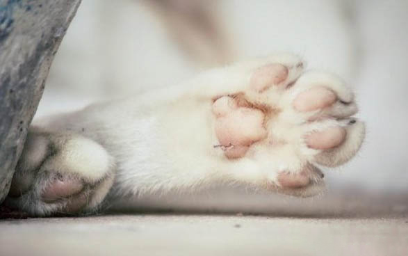 猫可以长期吃泌尿道处方粮吗