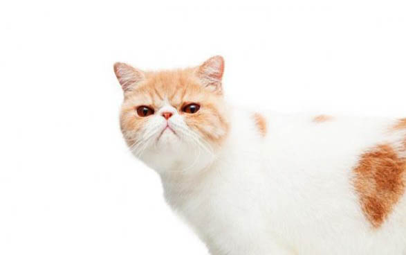 什么猫好养，适合新手养的猫咪推荐