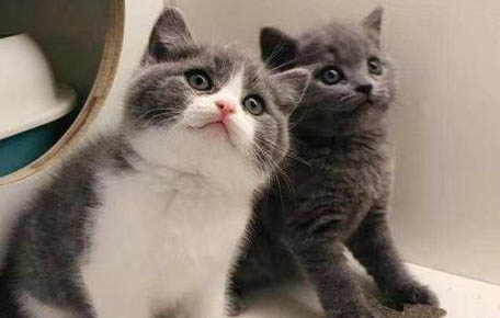 怎么教十个月大的猫咪用猫砂