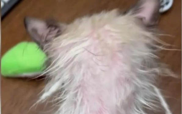 猫宫缩后多久生产正常