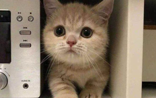 小猫到家多久可以打疫苗？