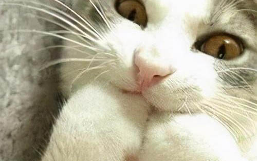 猫咪脐带脱落为什么有淤血