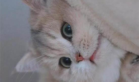如何判断猫咪有没有怀孕