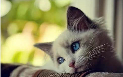 猫瘟猫刚买回家特别活泼