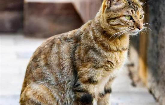 猫咪耳螨会引发什么病