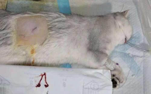 猫绝育最晚几天不拉屎