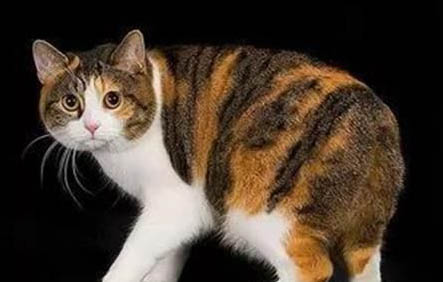 猫眼睛周围一圈红红的什么原因