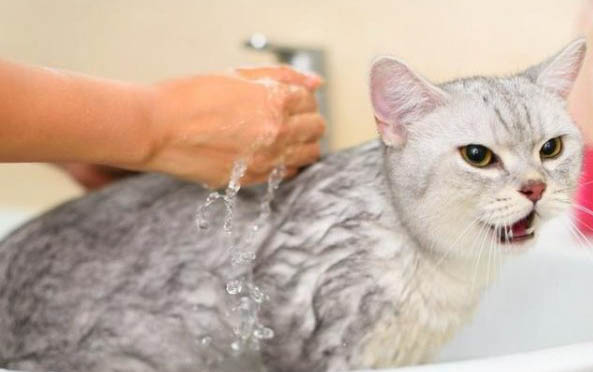 猫咪呕吐白色泡沫粘液