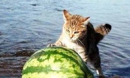 猫咪肠胃不好可以吃什么食物
