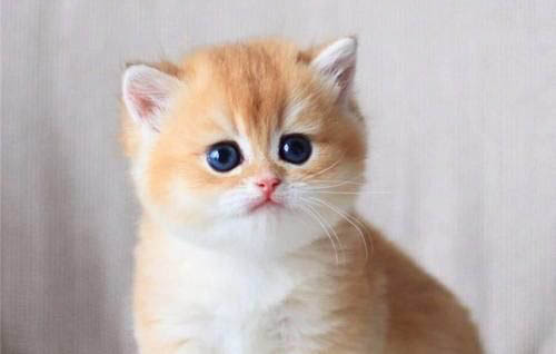 猫咪拉屎特别臭是什么原因