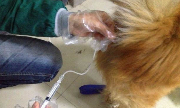 小狗狗没有羊奶粉可以用什么代替