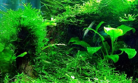 鱼缸的水刚换两天就浑浊了是什么原因