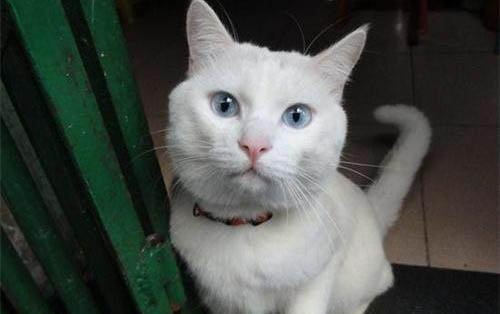猫咪驱虫药哪个牌子好