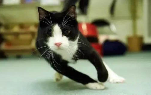 猫咪拉血块是什么原因引起的