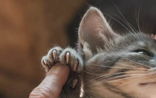 小猫身上有虫子怎么办
