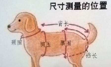 狗狗洗牙多少钱