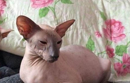 宠物猫需要打什么疫苗