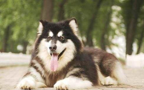 阿拉斯加犬和哈士奇哪个好养