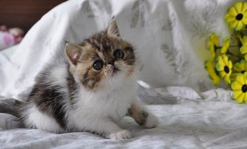 猫咪为什么不喜欢洗澡