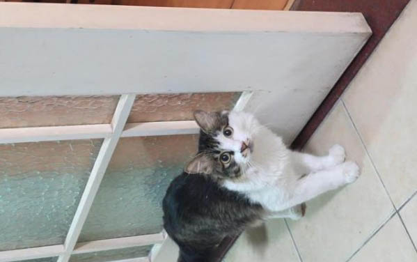 猫咪尿道流血原因及处理方法