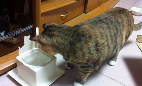 猫咪需要磨牙棒么