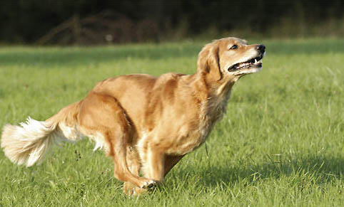 宠物狗会有狂犬病毒吗