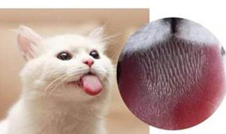猫咪发情表现