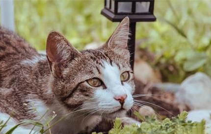 猫咪生完孩子肚子还是鼓鼓的是为什么